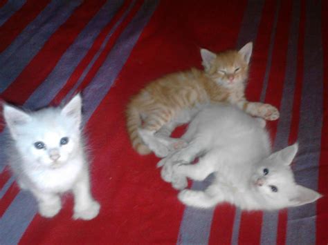 regalan gatos bebes|gatitos bebes.